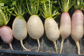 ✨【採れたて葉付き】食卓を彩る「旬のミニ大根」お任せ2〜3種セット｜採れたて直送！農薬・化成肥料不使用✨