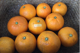 【予約品2月上旬発送】農薬不使用です。ねこ農園の加工用ネーブルオレンジ　3キロ