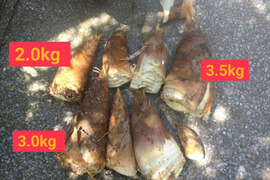 孟宗竹の筍 8Kg 宮崎県 産地直送 農薬、肥料は一切つかわず、自然栽培 タケノコ たけのこ