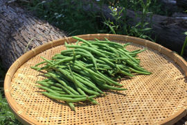 インゲンの通販｜その他豆類｜食べチョク｜産地直送(産直)お