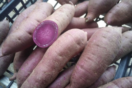 希少品種　とっても甘い紫芋　ふくむらさき1kg