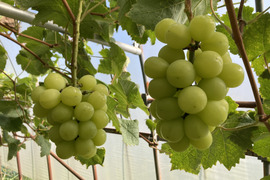 家庭用　岡山県産ゴールデンシャインマスカット4〜5房　１房約300〜450g  80サイズ箱入り