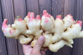 生姜2kg　土付き