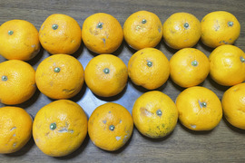 ［格安］訳あり甘夏  
糖度12度　当農園調べ
箱込み4800g以上　サイズはバラバラ　　農薬不使用