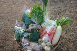 冬野菜セット(L)