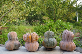 ❣️ハロウィンに❣️数量限定！【有機JAS】京都の伝統京野菜！貴重な京都産鹿ヶ谷カボチャ！もちろん美味しく食べられます！どれひとつとして同じ形がない個性派です！2個までなら同梱可能で送料お得！！