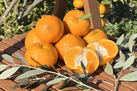 【有機JAS認証】ぽんかん5kg