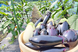 ナス好きのための🍆食べ比べセット3ｋｇ