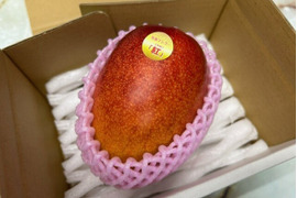 南国鹿児島産　完熟アップルマンゴー　1個～2個（約600g）