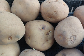 🥔【訳あり・ご家庭用】シワ・芽取り跡あり！ニシユタカ約3kg【S～2Lサイズミックス】｜カレー・肉じゃが・煮込み料理に｜農薬・化成肥料不使用🥔