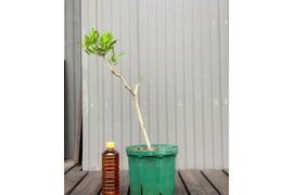 オリーブ 鉢植え アレクッゾ｜育てやすい シンボルツリー・盆栽にも最適