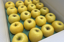 【家庭用】シナノゴールド（小玉） 約5kg(20～23個)