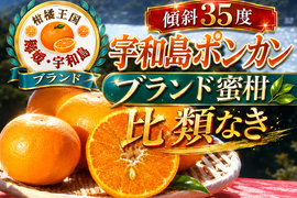 🍊濃厚好きを虜にする高糖度ポンカン🍊メディアにも取り上げられた傾斜35度の崖上で収穫される希少な宇和島ブランドみかん☆お得な大容量約3kg【2027年2月中旬予約】