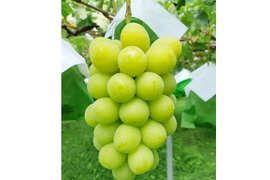 【朝どれ】ぶどうGP macaroni賞　贈答用　完熟シャインマスカット　(２～３房１㎏以上)
【敬老の日ギフト】にも