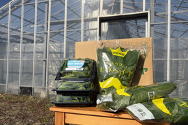 各10個！冬季限定！ネバネバとプチプチの2箱セット『モロヘイヤとアイスプラント』