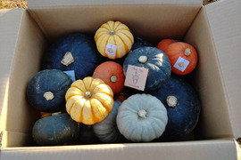 かぼちゃ食べ比べ！10kg ブラックのジョー、プッチーニ、栗っぷち白い坊ちゃん、赤い坊ちゃん10kgおまかせセット
上記いずれか4品種が入っています