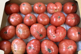 【訳あり】有機トマト4kg