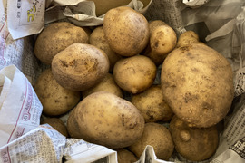【サイズ混合ほくほく男爵、でんぷん質たっぷり！！】約３キロ！！農薬肥料不使用！！