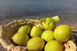 【瀬戸田発！早出し】農薬・肥料不使用なので皮まで美味い！！自然農レモン（4kg）