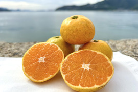 〔大人気！小玉♪〕🍂今だけ！秋の始まりを告げる🍂🍊 極早生みかん ３キロ【農薬節減】太陽の恵みを浴びて 秋の入口だけの特別な味わい✨