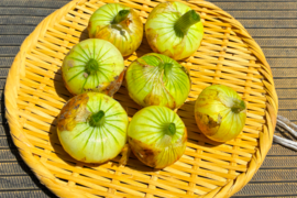 【訳アリ　ミニサイズ】入手困難な固定種早生タマネギ！『貝塚早生』 (1.8kg)