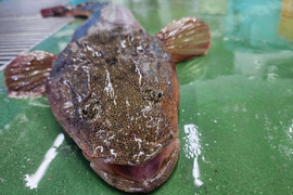 可哀想なコチ 訳あり フードロス 天然マゴチ小サイズ1本分  急速冷凍 真空パック 三枚おろし済み 刺身 鍋 から揚げ ムニエル