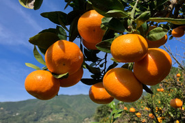 愛媛県八幡浜市産 由良早生みかん 5kg