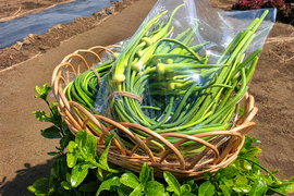 【朝採れ発送】にんにくの芽 500g｜茨城県境町産｜大きさ無選別｜農薬・除草剤：栽培期間中不使用