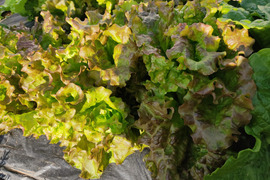 🍃【朝採り】旬の株どりレタス4～5株 ＋ 旬野菜の詰め合わせBOX🍃