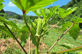 『自然農』オクラ３品種ミックス800g