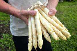 【春芽】【北海道上富良野産】極太ホワイトアスパラ3L900g　しまねずみファームの フラノブランシュ