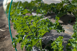 ケール♪たっぷり１kgお届け☆彡