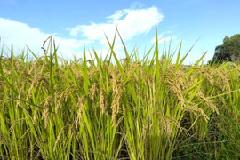 農薬化学肥料不使用『タキタテ』お弁当やおにぎりに！玄米10kg令和７年産　信州佐久穂町