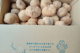 キズ等あるけど味はＯＫ！　長崎県産じゃがいも（10kg)
