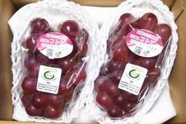 柑橘のような爽やかさ★希少品種コトピー 約800g（2～3房）※信州の環境にやさしい農産物50％節減（長野県認証）2023