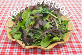 【福井県産】プロ用ベビーリーフ【100g×10袋】