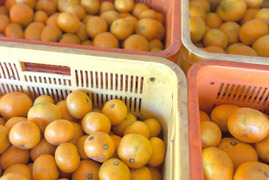 訳あり大特価セール!! 愛媛みかん 3kg【訳あり】 新口農園 愛媛県川上産