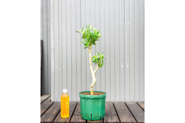 オリーブ 鉢植え フラントイオ｜育てやすい シンボルツリー・盆栽にも最適　23