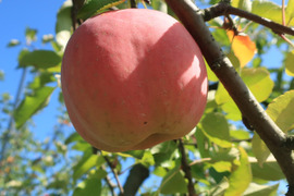 農薬節減 もぎたて!! りんご 訳あり 早生ふじ 5kg(15〜20玉) ご自宅用 昂林 紅将軍５キロ