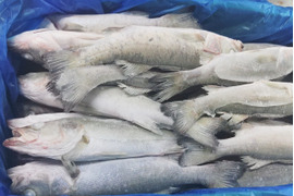 セッパ（スズキの幼魚）🐡急速冷凍 ２ｋｇ（約11匹 ）長さ平均約26cm🌟重さ平均約180g 焼き魚に 保管も効きます 水揚げ後すぐ冷凍 BBQで牡蠣🦪と一緒に焼き魚 生食も可能刺身も出来ます