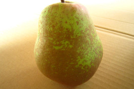 美味しい洋梨(ヒメンコウ)Lサイズ 1.7kg(4個～5個) 青森県 南部地方産 洋梨生産農園直送品