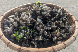 【採れたて直送】山陰産「カメノテ」生　1kg　※汁物やおつまみに最適！
