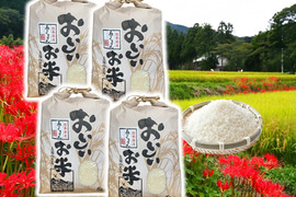 もっちり食感甘い！熊本県産お米（森のくまさん）２０ｋｇ（５㎏×４袋）