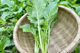 お試し！小さな農家、旬のお野菜セット 5品目＜農薬、化学肥料不