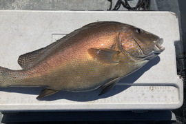 【活き締め】コロダイ4kg〜5kg 刺身用