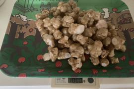 天然のインシュリン　自然栽培の菊芋