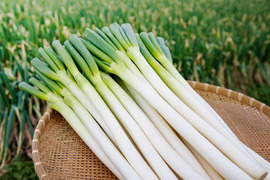 【予約販売】宮城県からお届け！カマシチねぎ屋 旬の甘ねぎ 2kg