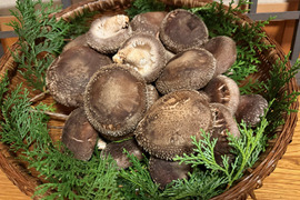 ＼レビュー高評価◎／厚肉の原木生しいたけ！味や弾力の違いをご賞味下さい(約800g)