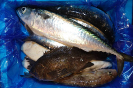 箱いっぱい！深浦の天然鮮魚セット（80サイズ）