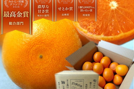 【ご家庭用せとか】🏆みかん柑橘グランプリ2026最高金賞含む最多４部門受賞！大感動！樹上完熟させた濃厚な甘みの大トロせとか！とろける甘さと上品な味わい！「木熟せとか」　お試し品　約２ｋｇ【413】